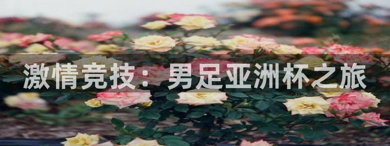 熊猫体育app下载安装
