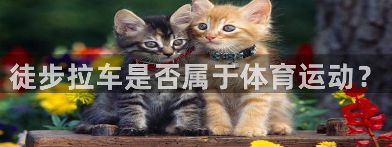 熊猫体育网站
